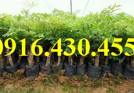 Cây giống đinh lăng